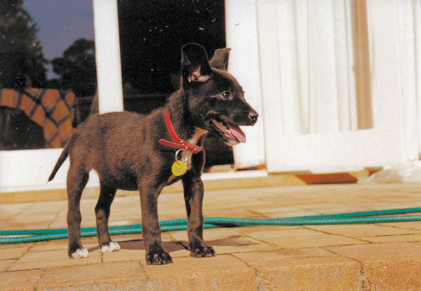 Tia Lah